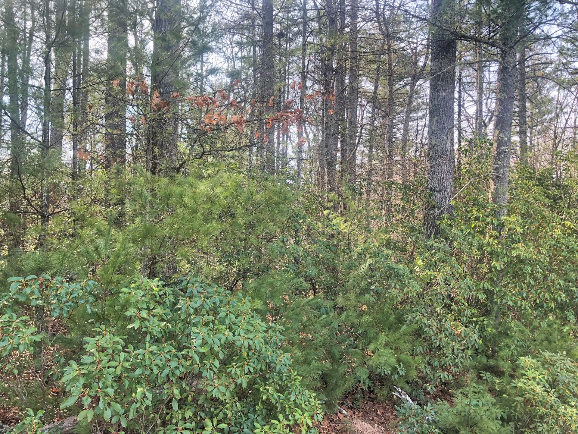 Beautiful Homesite with hardwoods, rhododendrons, and native mountain foliage.