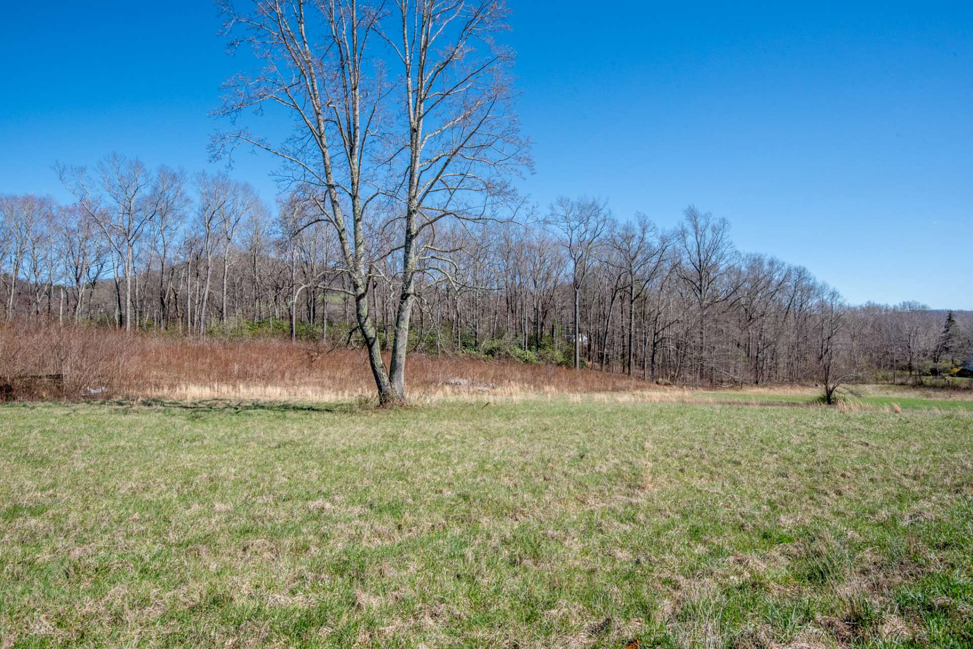 Woodland buffer in the back boundary.