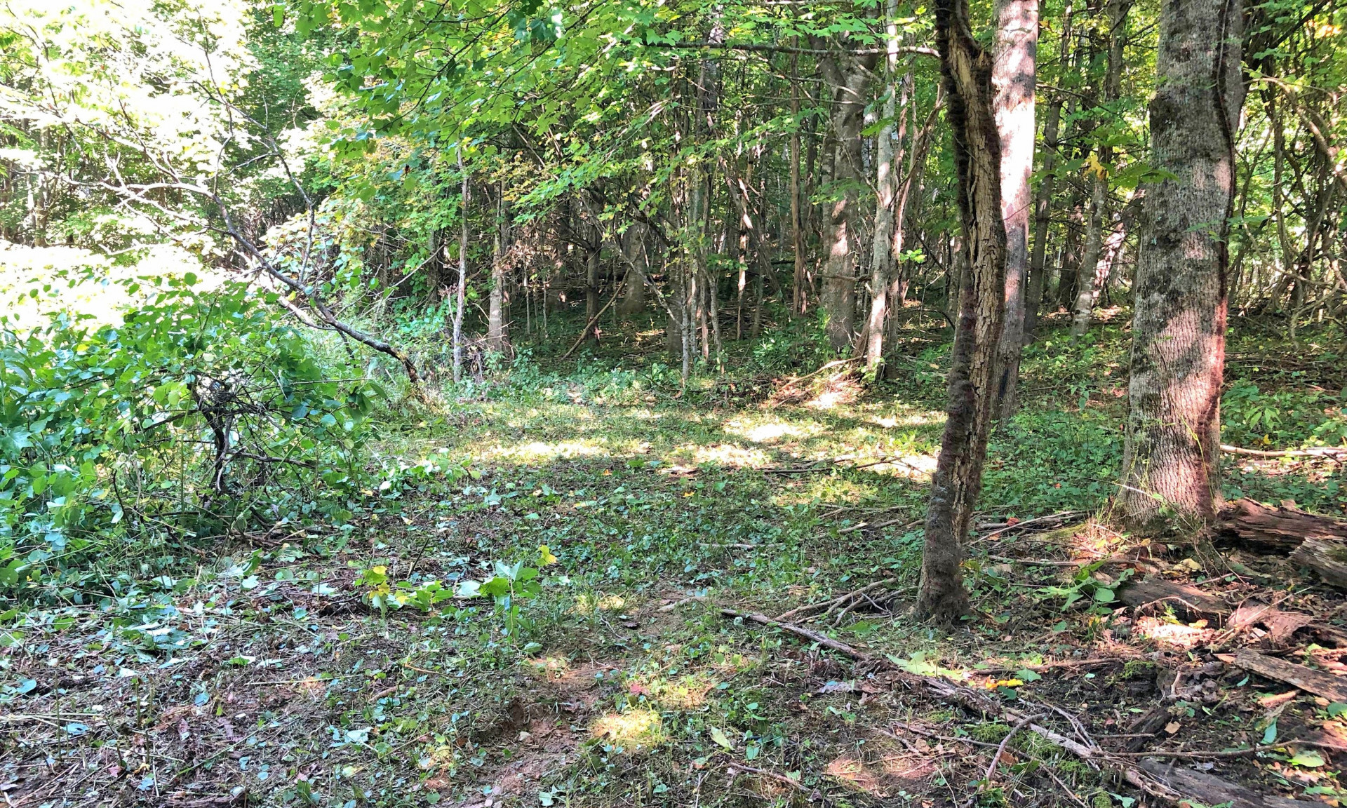 Blue Ridge Mountain Land