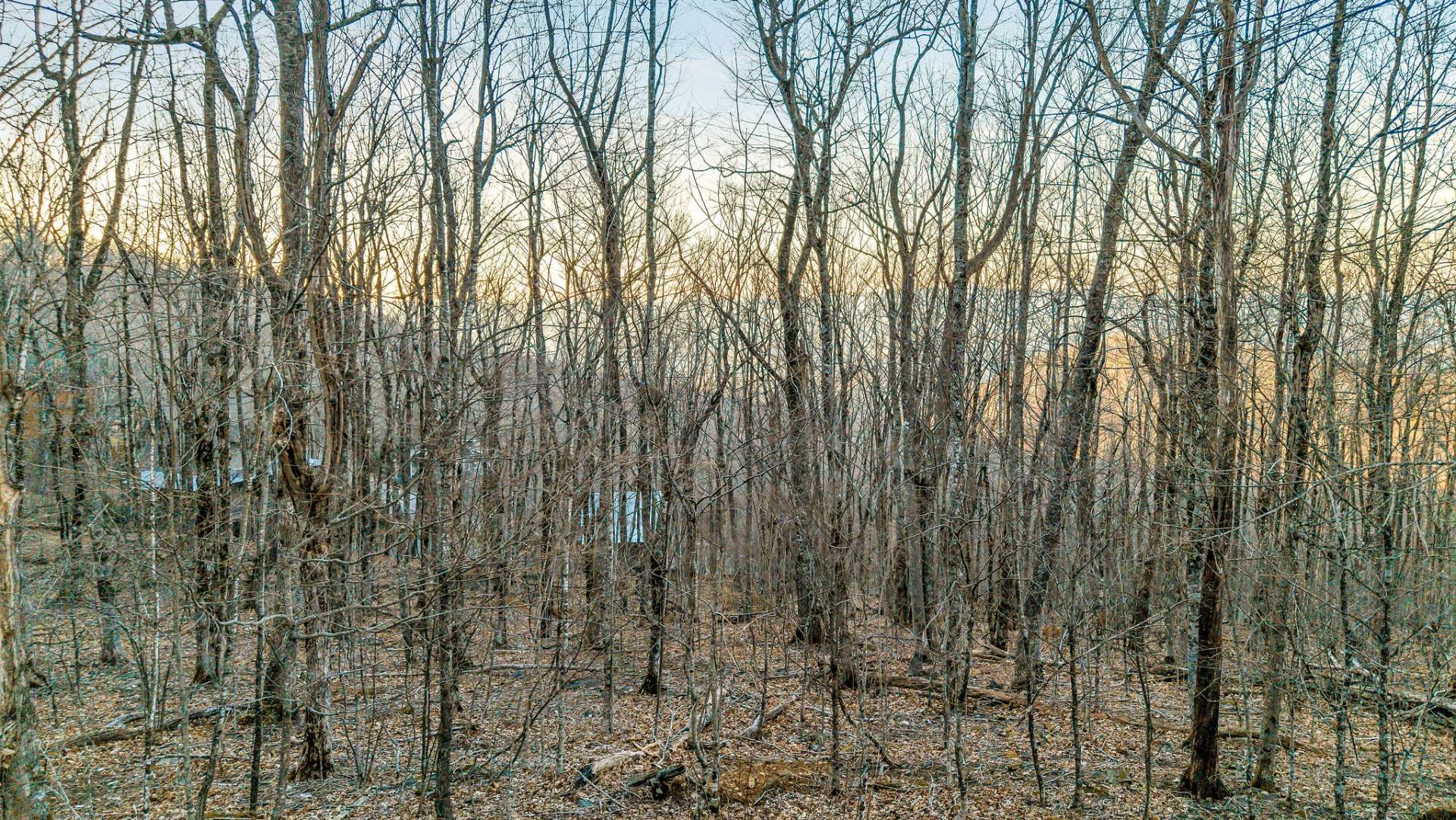 Your view of your lot from Crown Maple Lane- end of cul-de-sac privacy