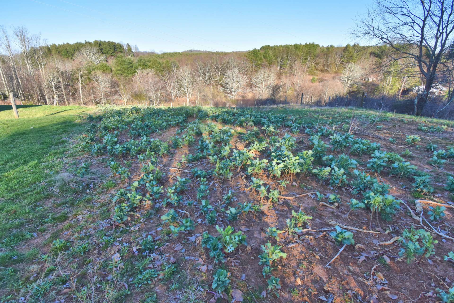 To the right of the second home is a large garden area, currently planted in turnups.