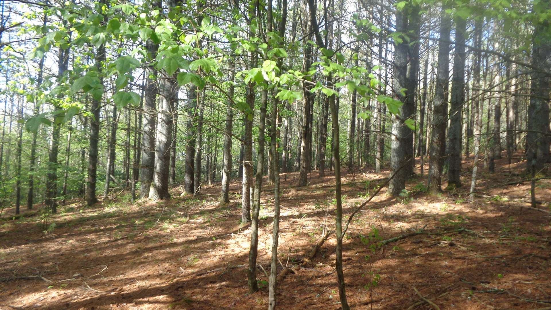 The bulk of the tract is beautifully wooded with a diverse mixture of both hardwoods and evergreens.