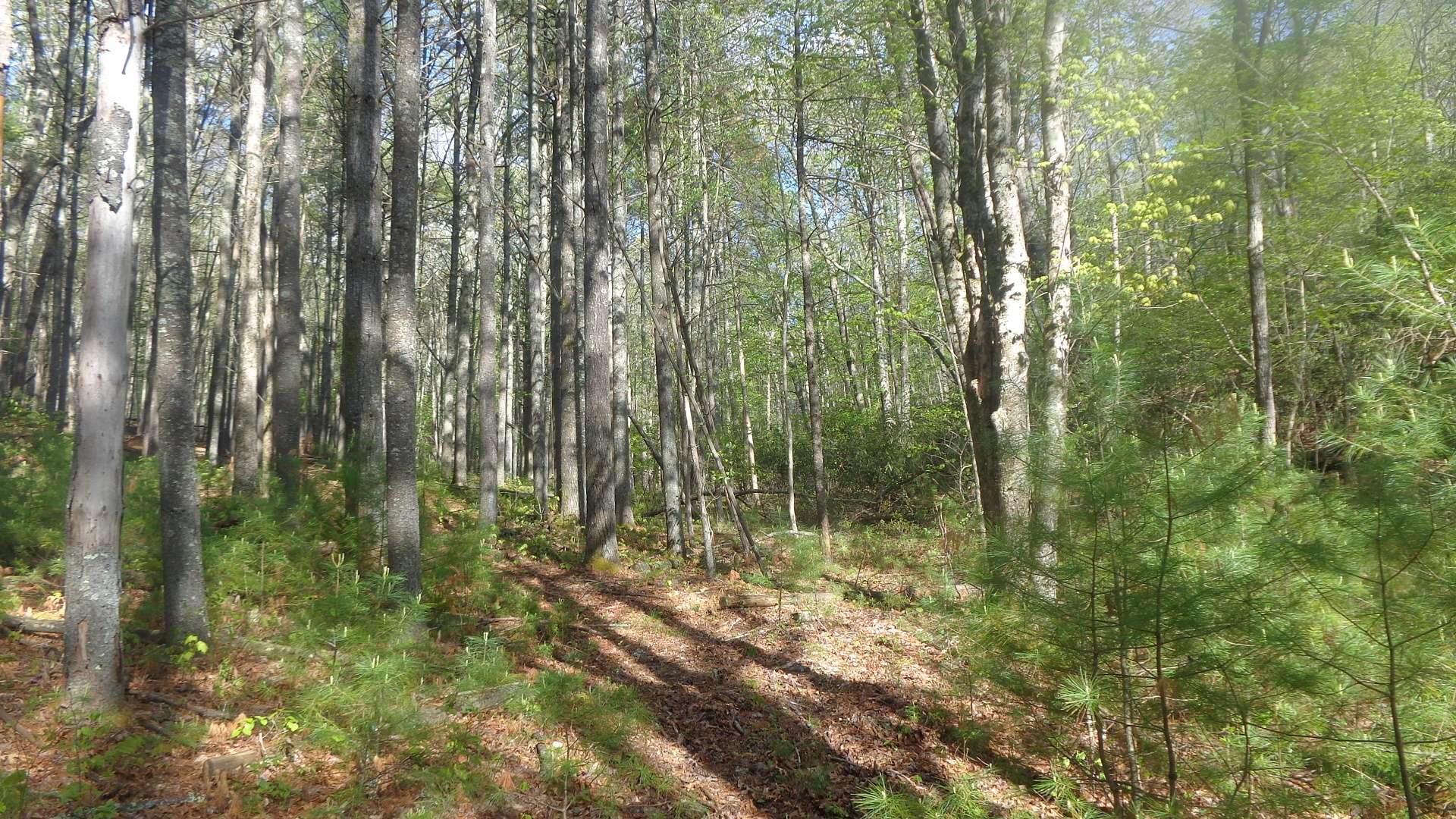 Lot 47 and lot 48 are offered together for a total of 9.3 acres priced at $80,000 and  perfect for your Southern Ashe County Mountain home.  D235