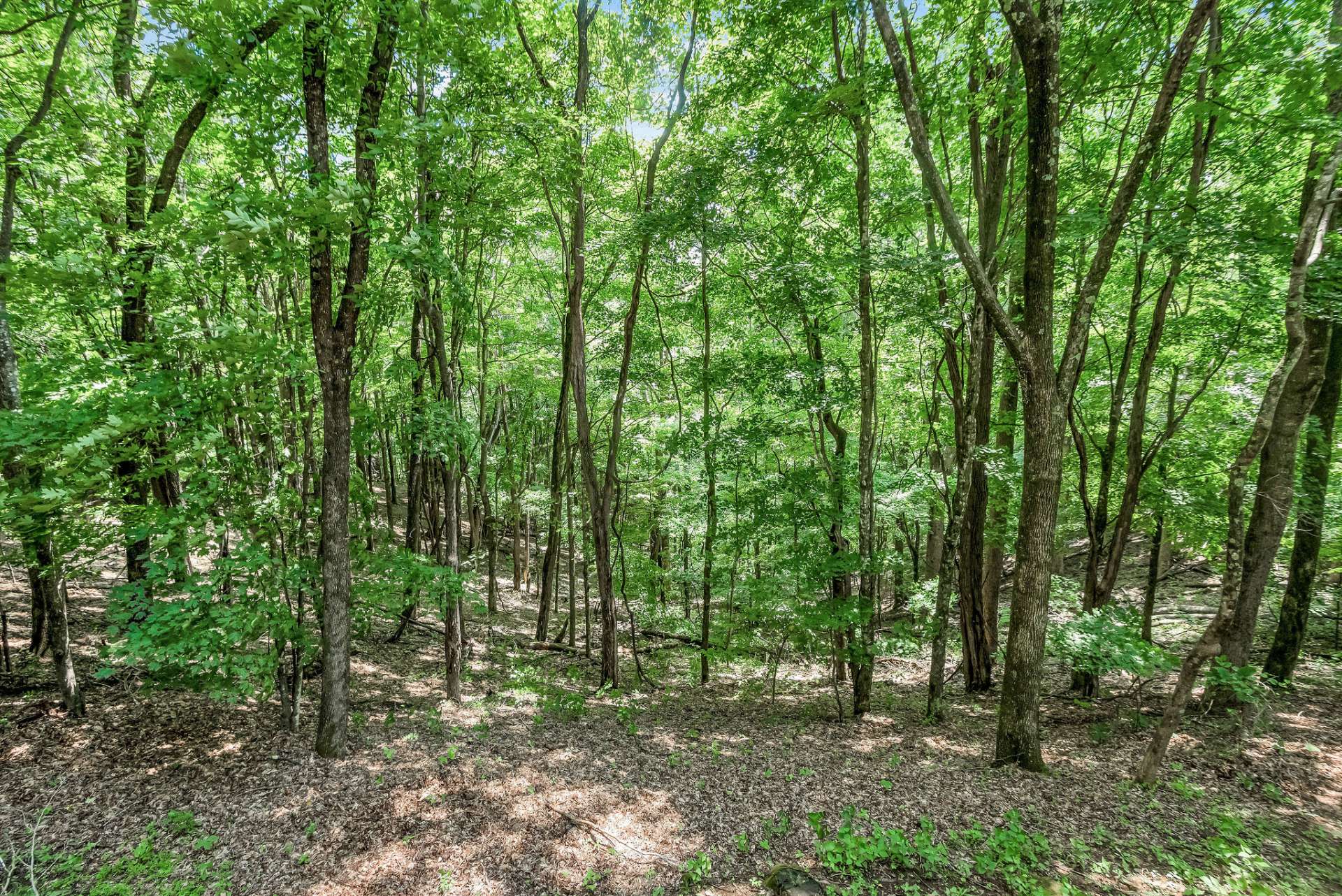 Watch whitetail deer, turkey, and other native wildlife stroll through the forest on a daily basis.