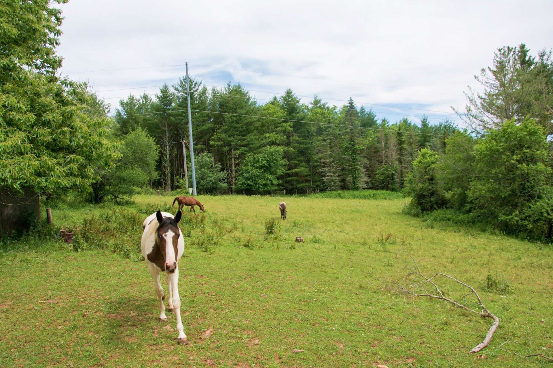 26.23 acres of gently sloping pasture, mixture of mature white pines and hardwoods and frontage on Bare Creek only minutes outside of Jefferson.