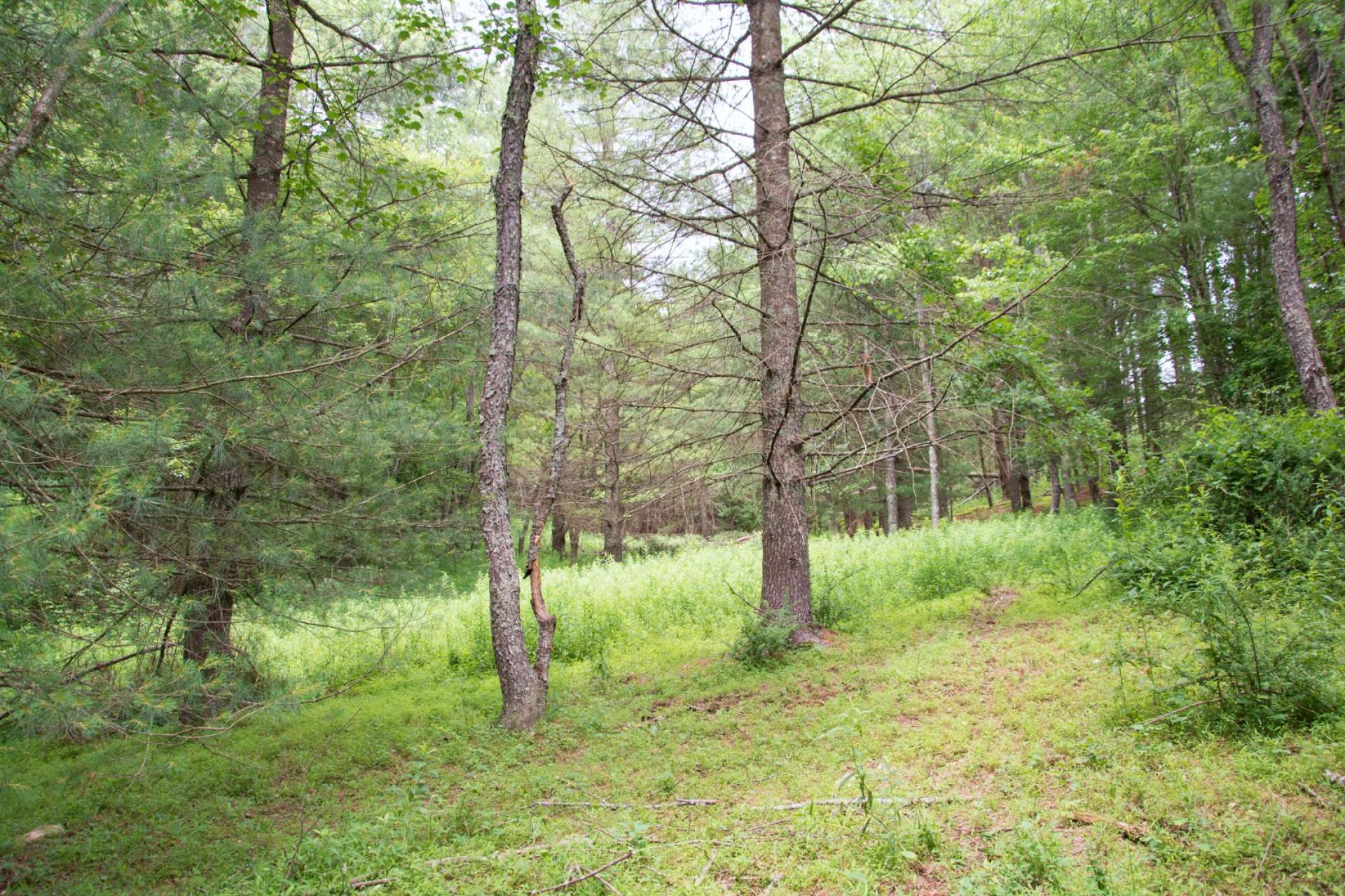 Abundant wildlife call this farm home. On an afternoon stroll, you may observe whitetail deer, turkey, and lots of woodland animals.