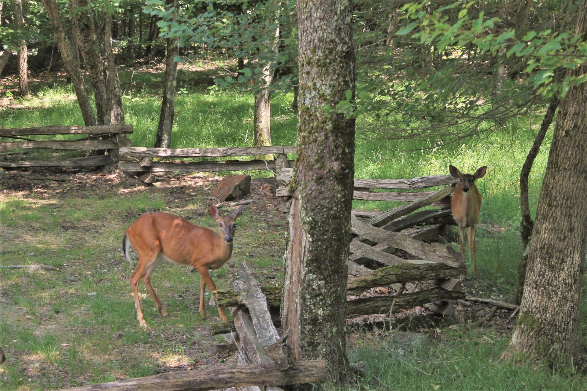 Or, observe the abundant wildlife that live on the mountain.