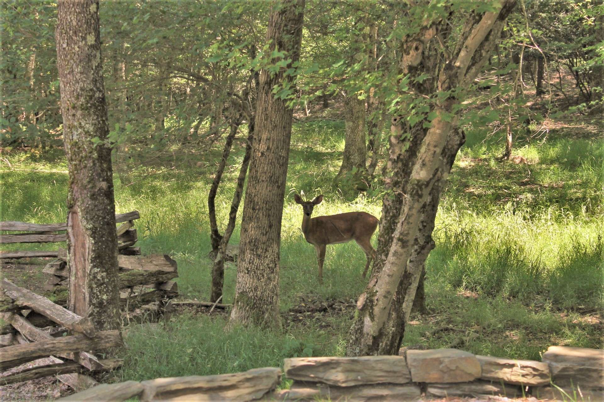 ...Nature itself finds this mountain retreat a place to call "home."