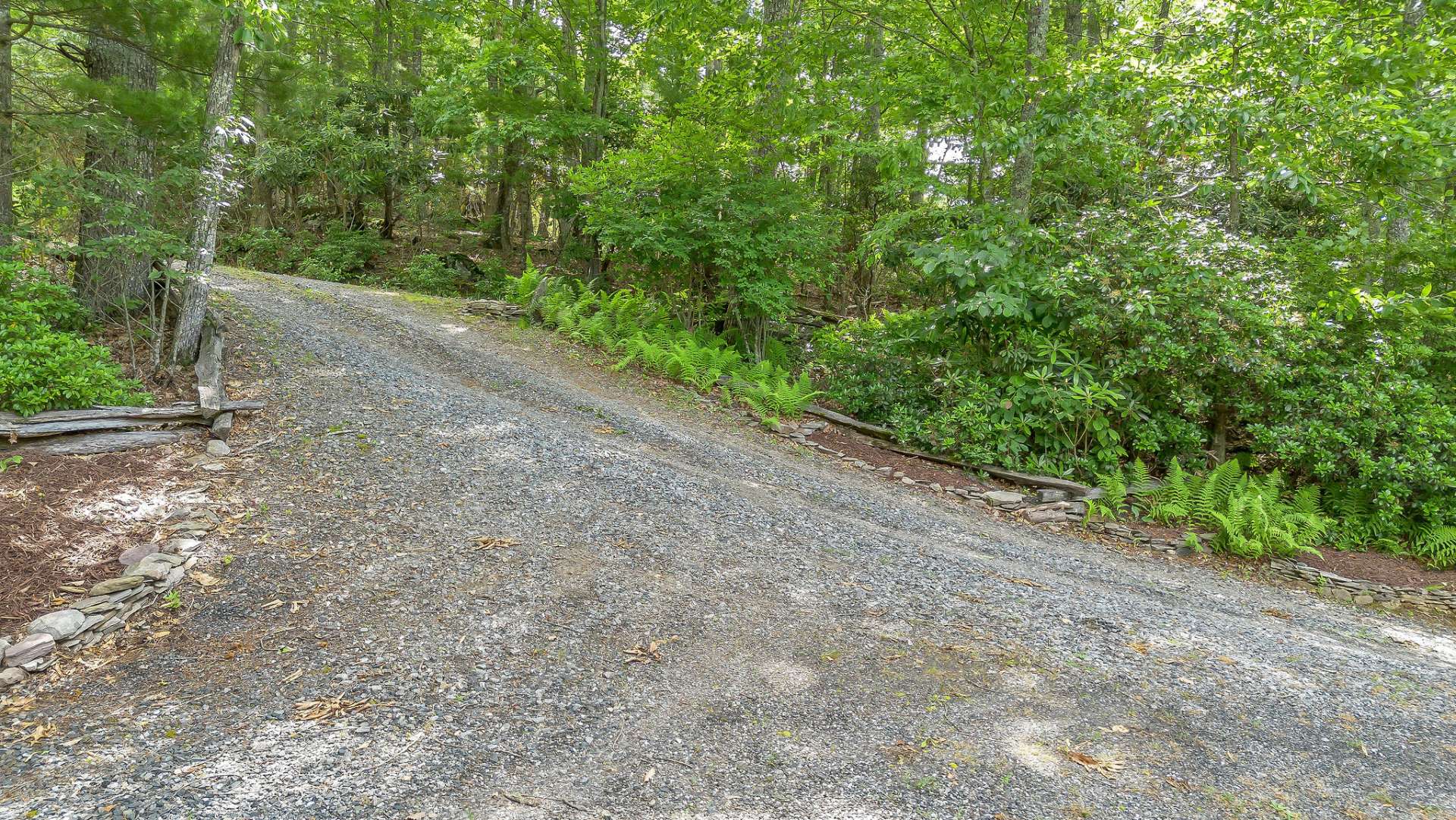Driveway with abundant native rhododendron and mountain laurel.