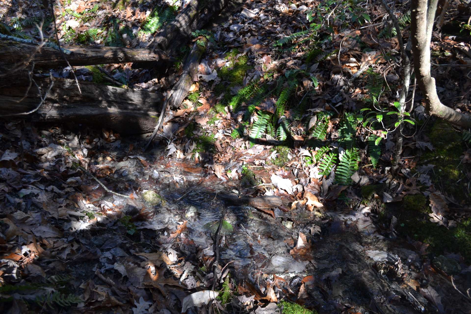 Small mountain brooks meander through the woodlands providing a water source for wildlife and pond potential.