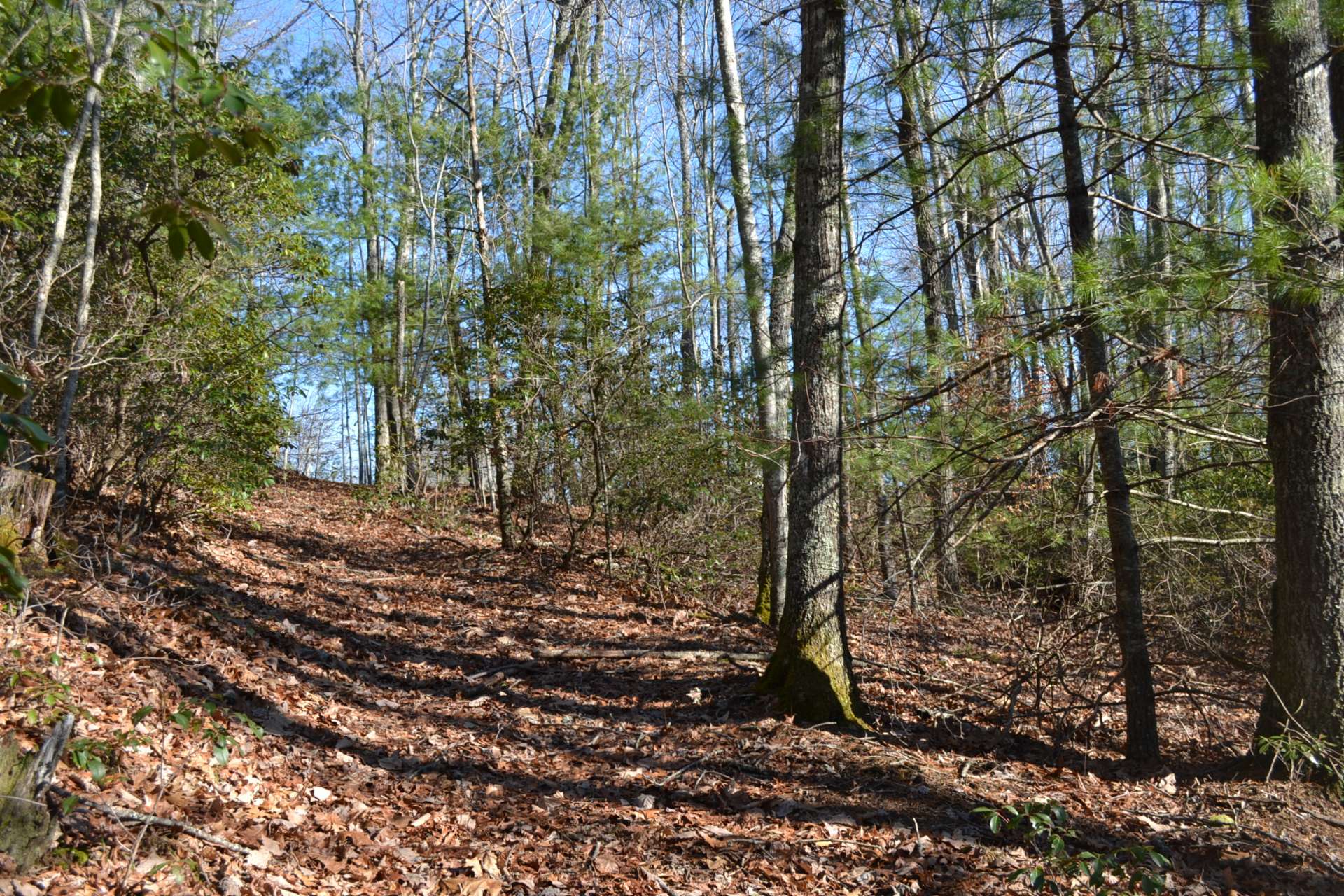 Hiking trails provide for an energizing afternoon stroll.