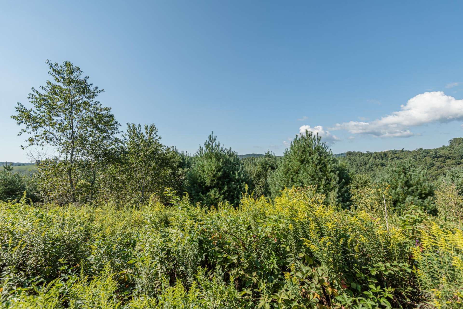 Lot 29 also offers a gentle terrain with both mountain views and river frontage.