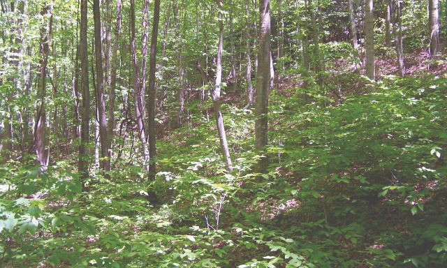 Offered at $34,900, lot 45 is an attractive 3.82 acre site for your primary home, vacation retreat or a spec home. Lot 45 is located at the bottom of the mountain offering easy year round access. M261-RPS