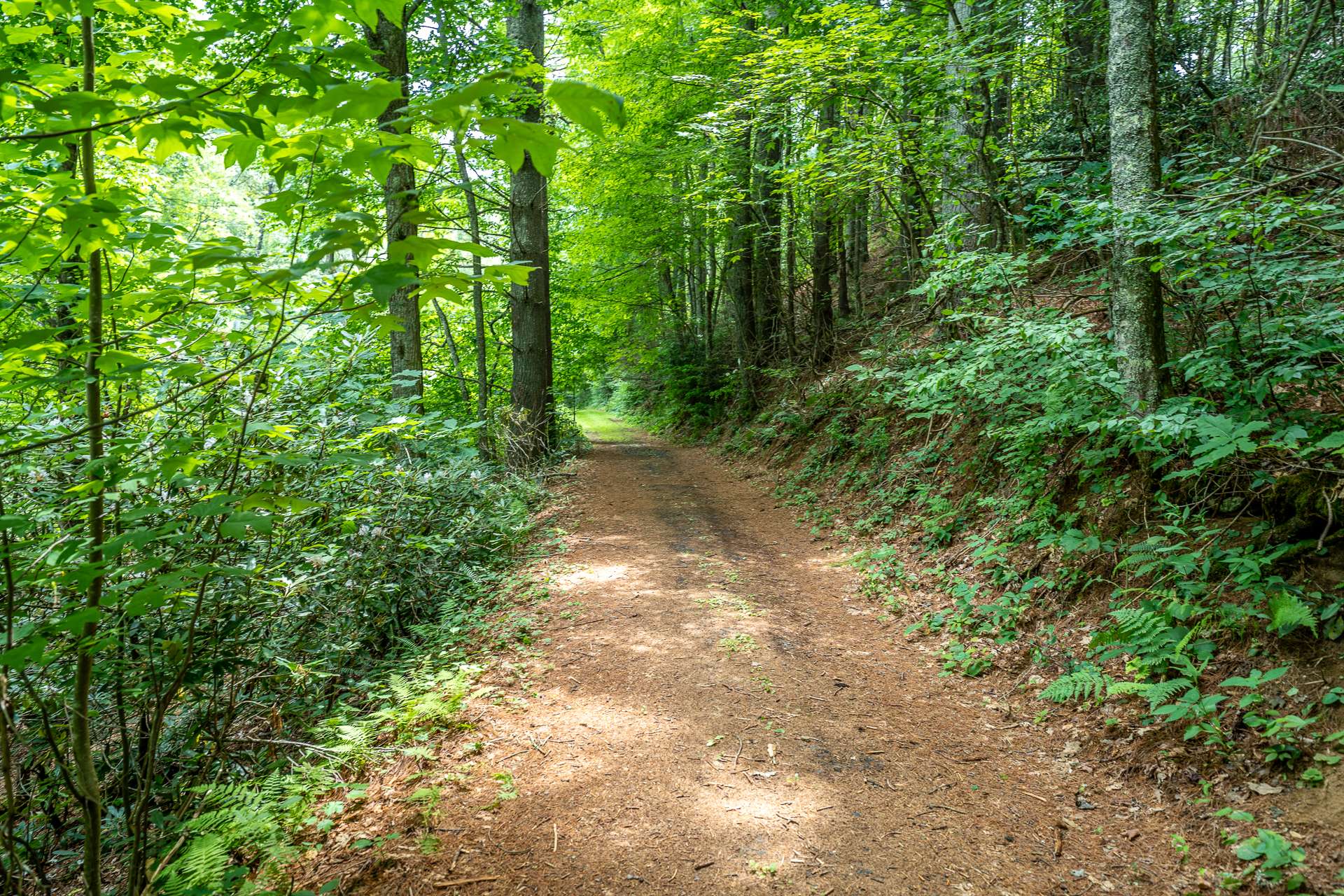 Road on the back of the property leading to Beaver Creek.