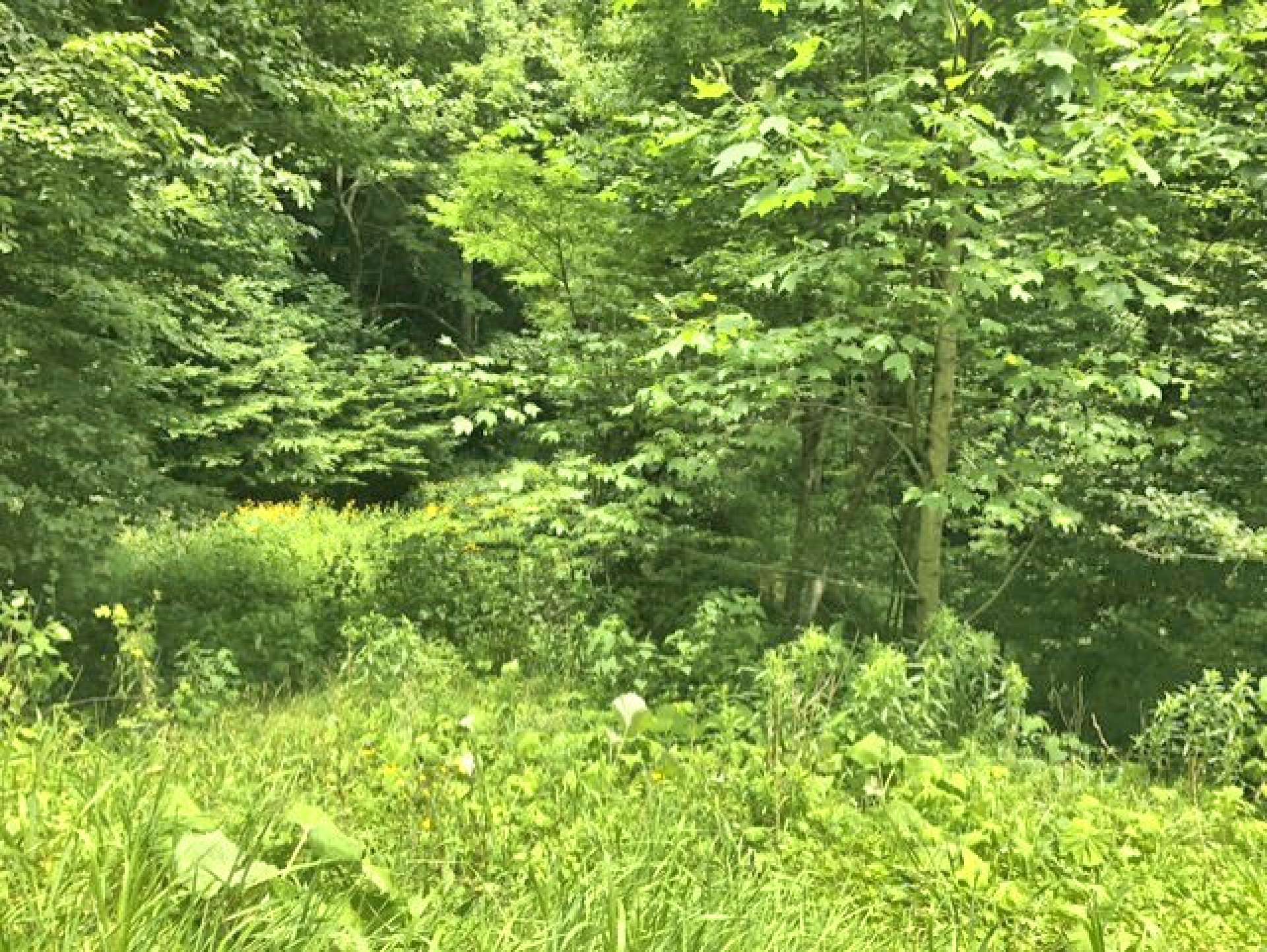 Wooded setting with native hardwoods, evergreens and beautiful mountain foliage.