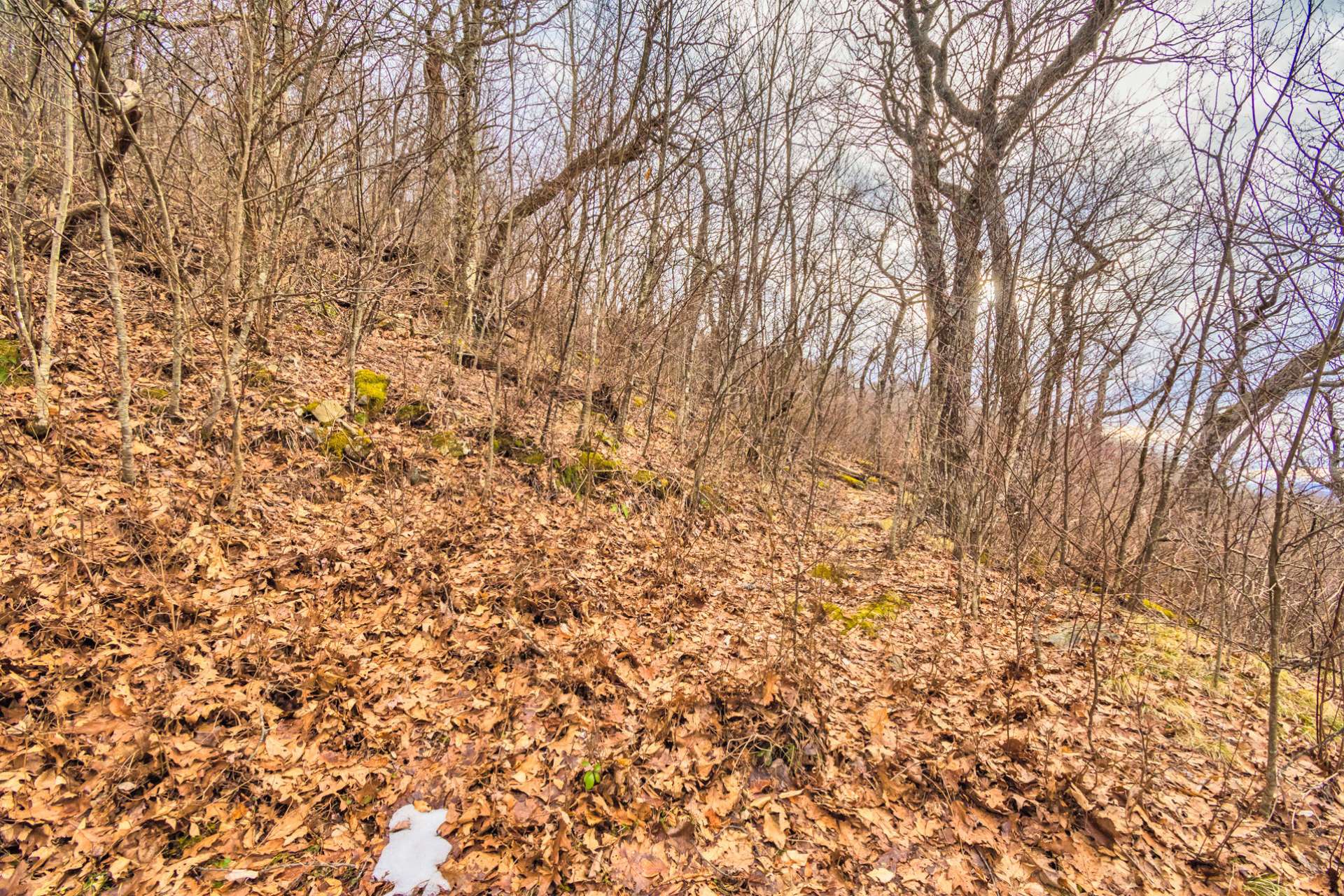 Big Tree is a natural habitat for songbirds, wild turkey, deer, grouse and other wildlife that make their home on the mountain.