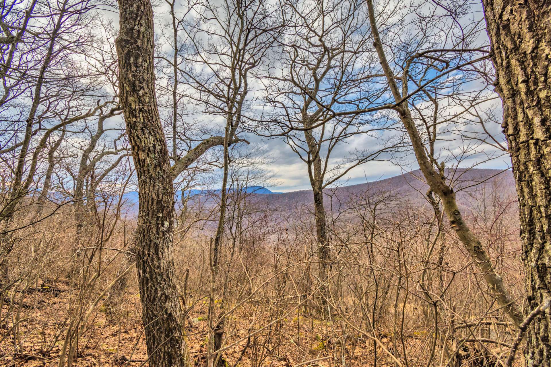 Naturally landscaped by nature, Big Tree is sprinkled with seasonal wildflowers, mountain laurel and fern, dotted with native wild flame azaleas, indigenous hardwoods and several varieties of conifers.