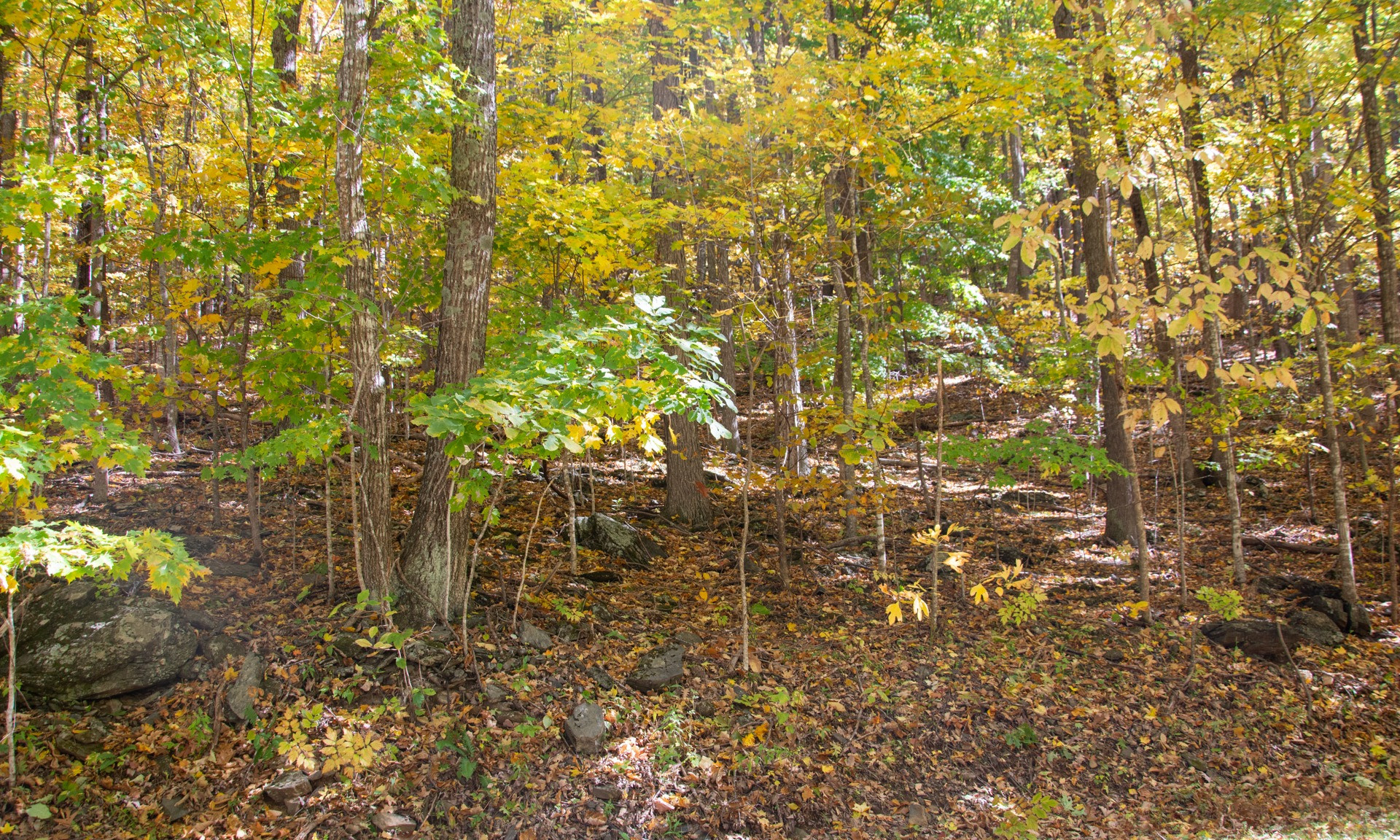 BORDERED BY MT. JEFFERSON STATE PARK ON TWO SIDES and conveniently located within minutes of Hwy. 221 and Downtown West Jefferson, these two lots combined offer 1.585 acres and a beautiful building site.