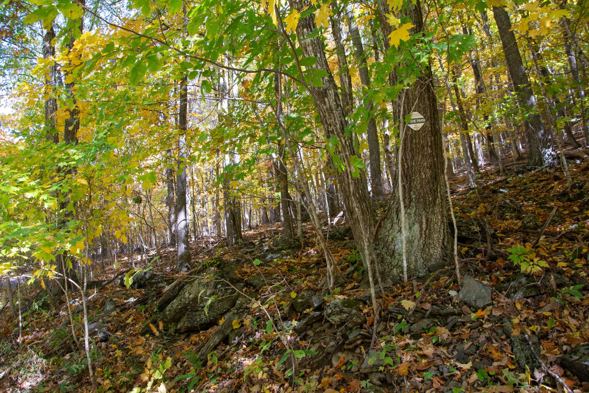 A diverse mixture of native hardwoods and mountain foliage presents beautifully through all four seasons in the NC Mountains.