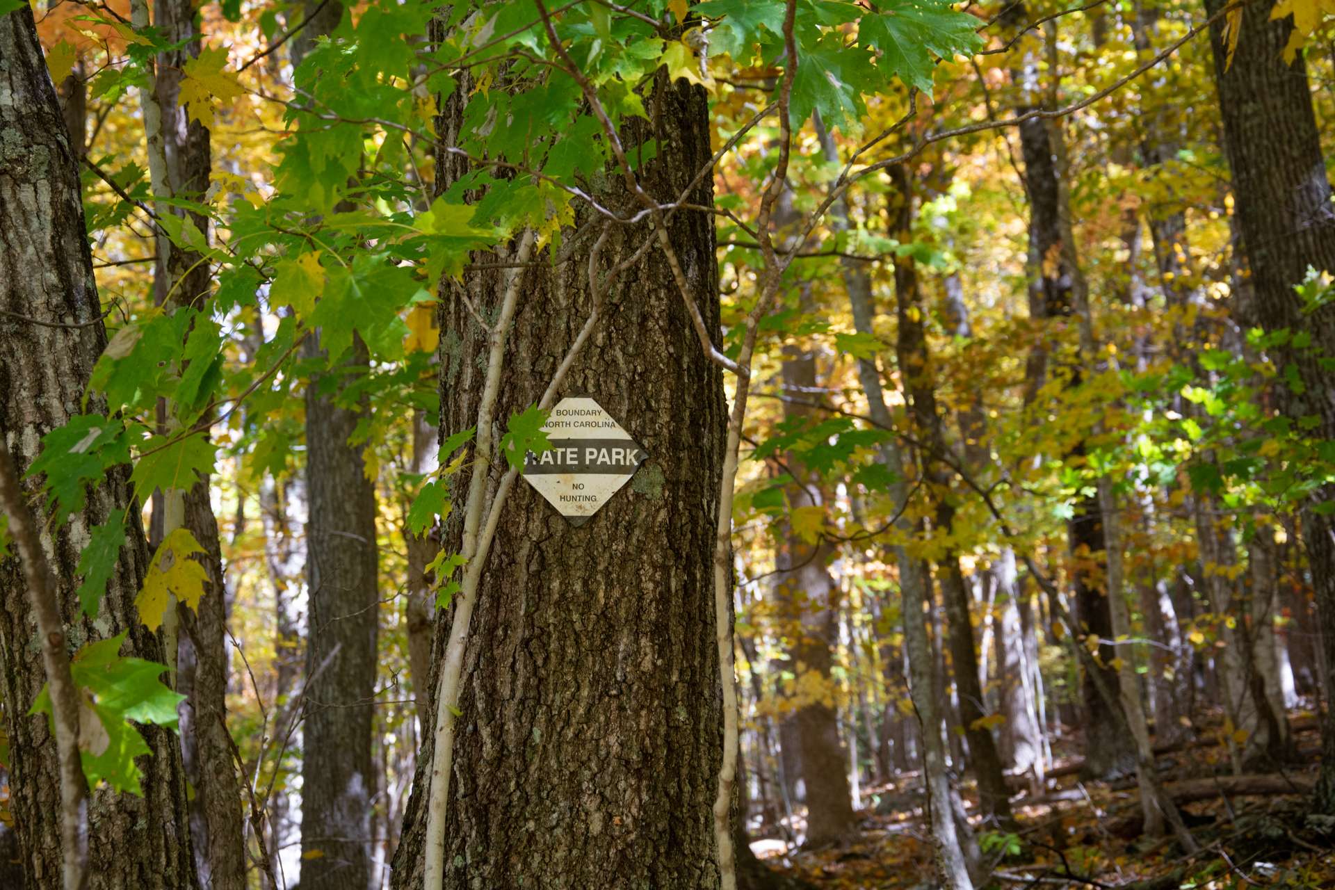 Build your mountain home and take a hike into your back yard onto 450+ acres of state-owned park land!