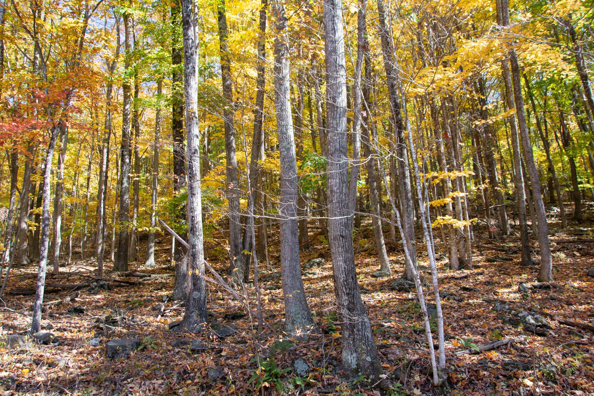 This NC Mountain home site is located in Candlelight Park, a well established community offering paved roads, underground utilities and lovely homes.