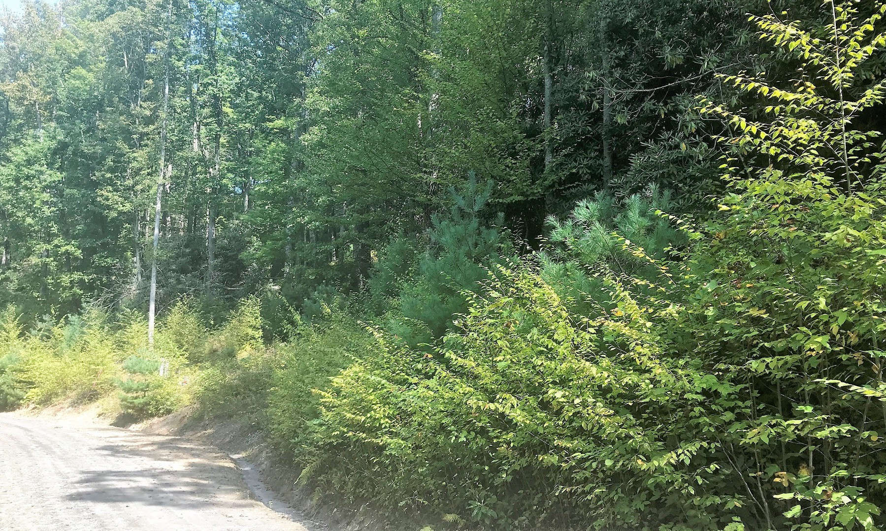 If you are looking for a nice lot to build your NC Mountain home or cabin, take a look at this beautifully wooded home site in Cedar Crossing, a well established community located in the Fleetwood area of Southern Ashe County.