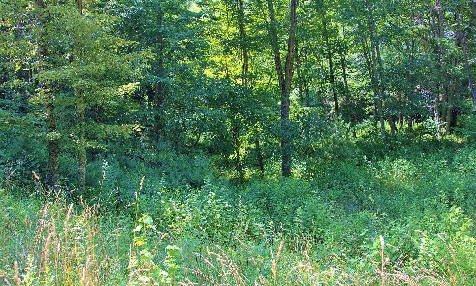 A diverse mixture of hardwoods and native mountain foliage creates a nice playground for abundant wildlife.