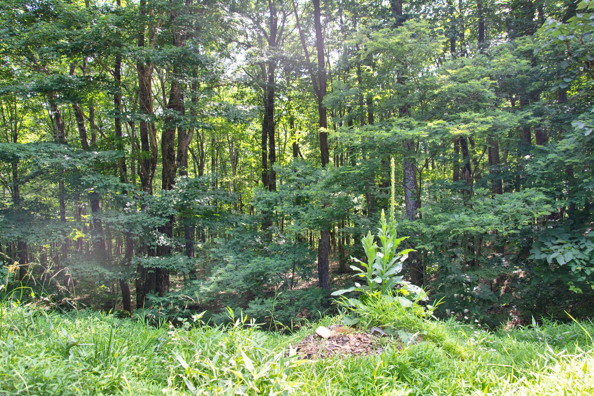 Lot 42 is a 2.70 acre home site with hardwoods and mountain foliage, and shared well rights.  This mountain home site is offered at $50,000.
