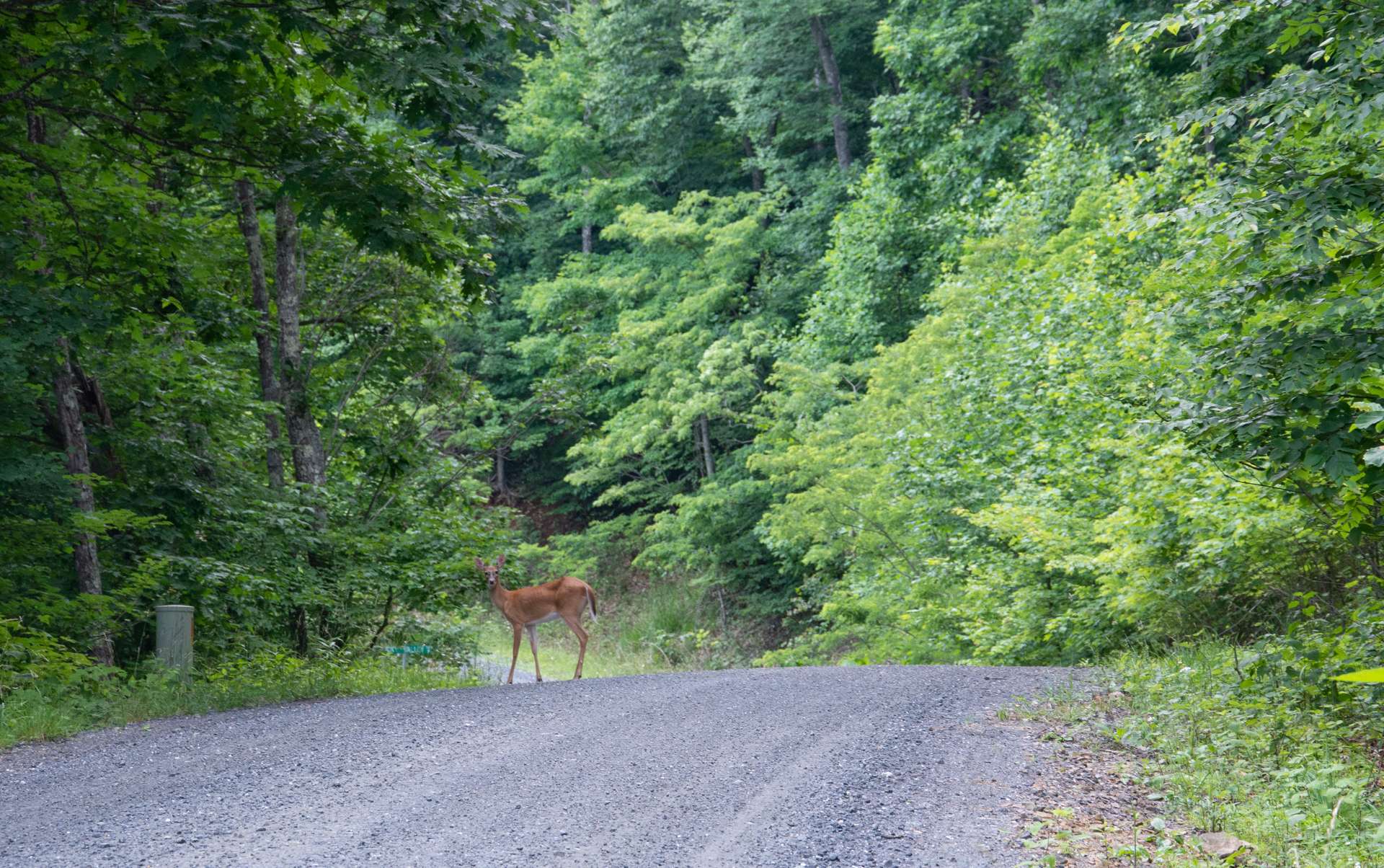 The roads through Stonebridge are canopied by native hardwoods, evergreens, and mountain foliage.  Along the way through this unique log home community you will cross over scenic stone bridges over rushing mountain streams, observe abundant wildlife, and encounter the rustic antique log cabins outlined with split rail fences and adorned with stone chimneys.