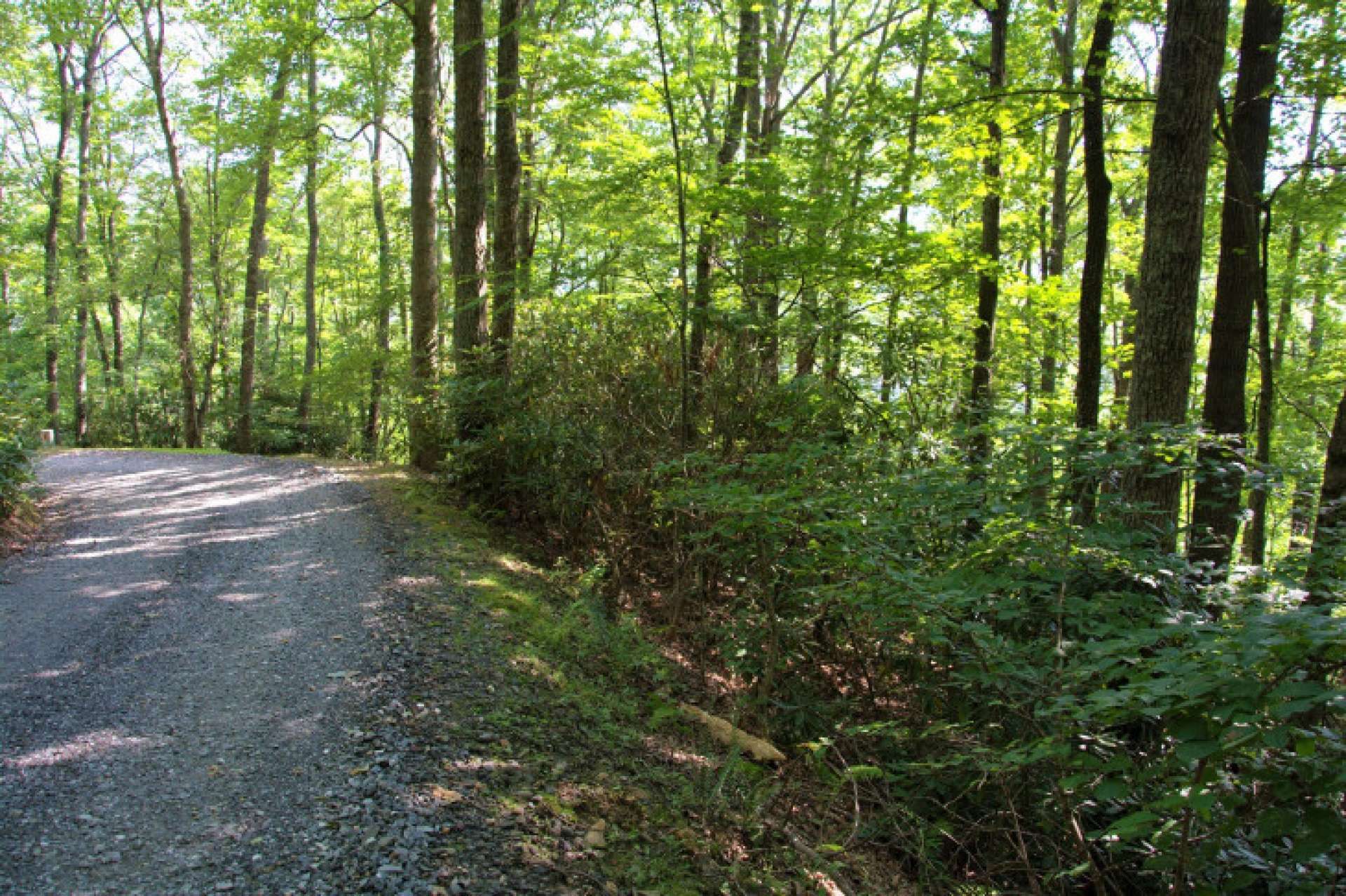 A mixture of  hardwoods , evergreens and native mountain foliage create a great habitat for a diverse mixture of wildlife.