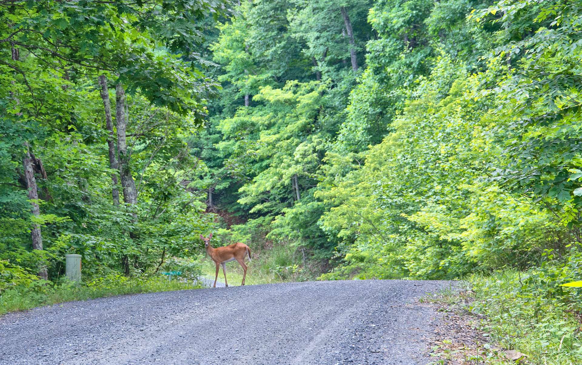 Along the way, you will enjoy stone bridges over rushing mountain streams and the wildlife that call this place home.