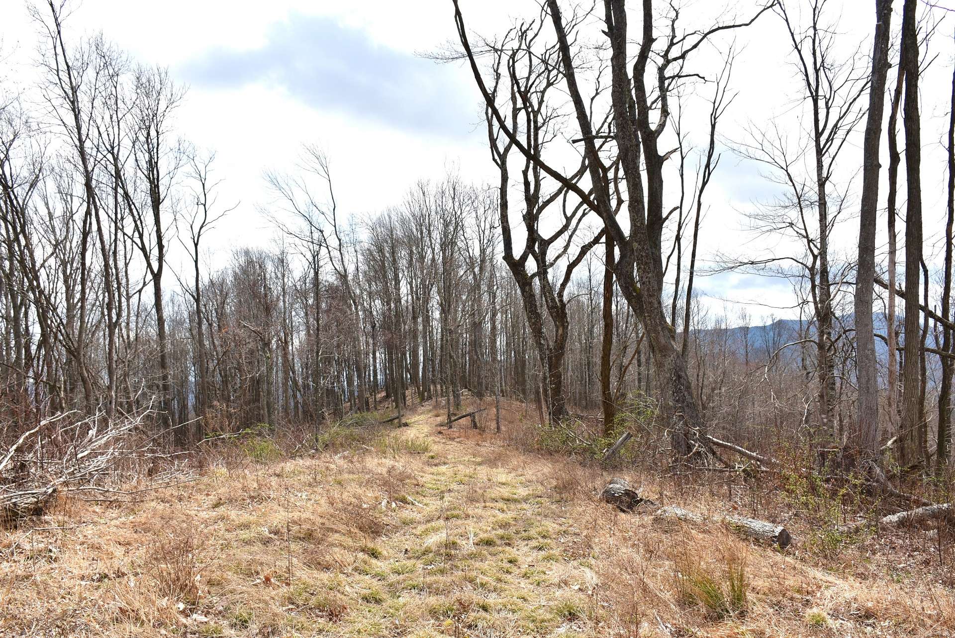 Some of the hardwoods were forested in 2017 with natural reforestation underway.