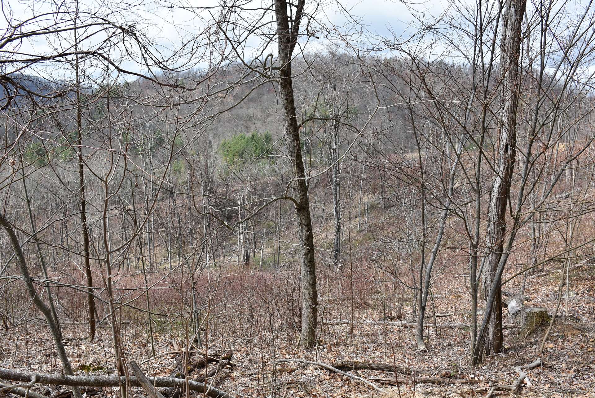 Shhhhhhh….you might catch a glimpse of a whitetail deer, turkey, grouse, or even a black bear.