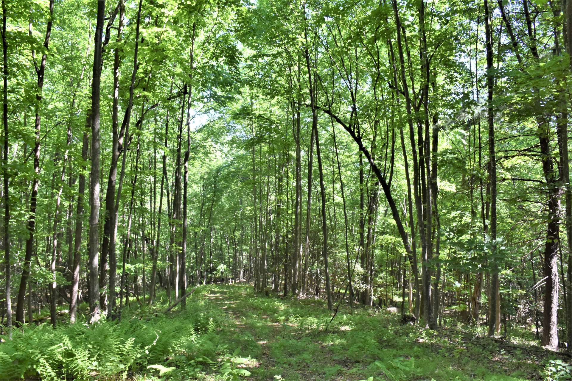 Along the way to the top, you will encounter abundant wildlife.