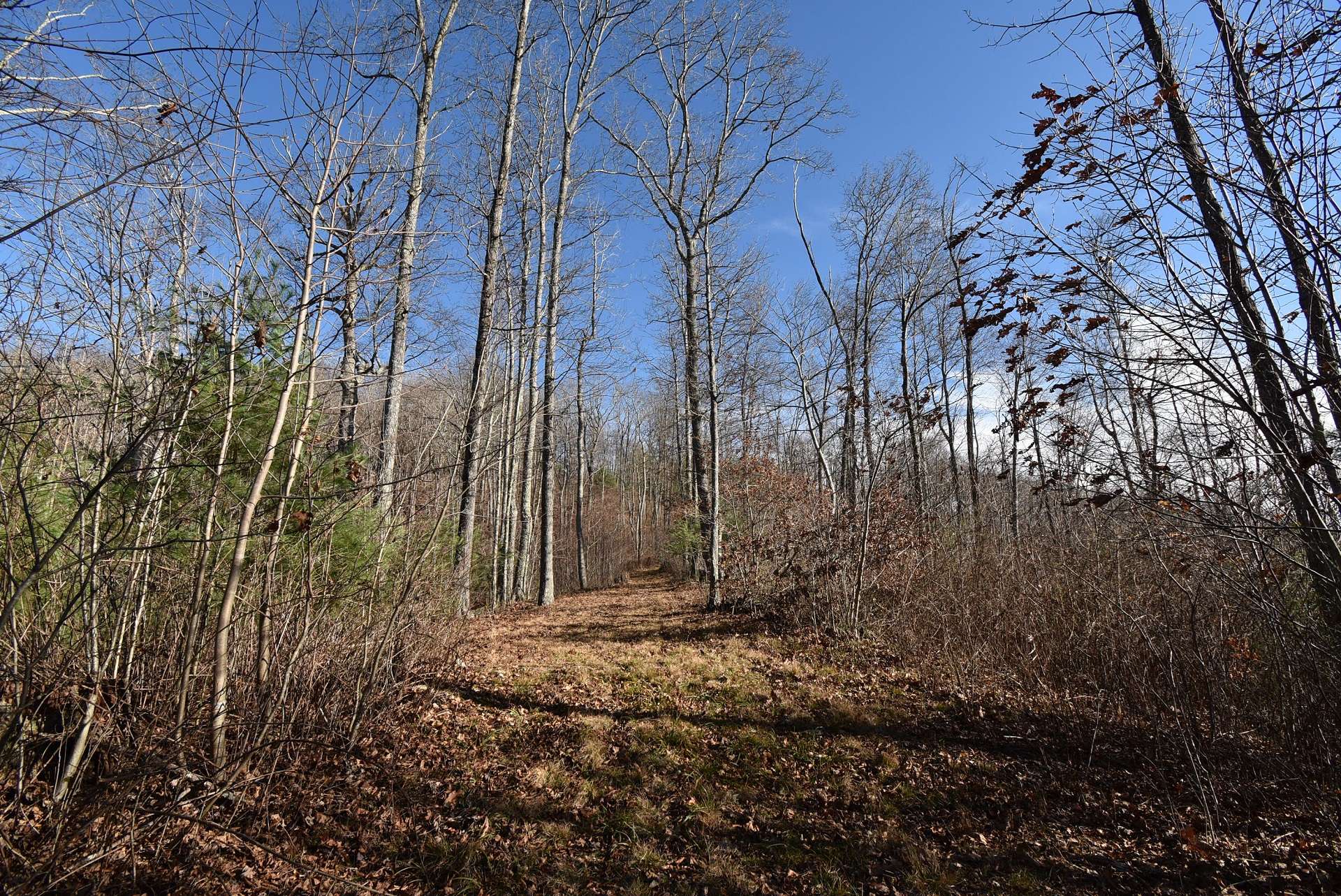 This tract is a hunter's paradise! Developers...take a look at the potential here for a one-of-a-kind mountain community within a short drive to all of the NC High Country destinations.