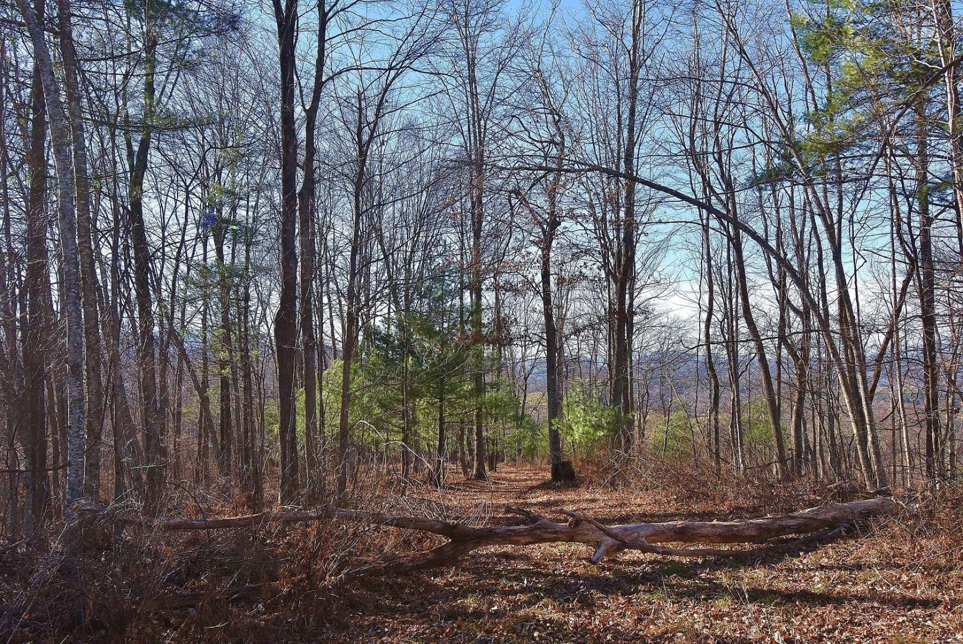 This large acreage tract located in the Huckleberry Ridge area of Ashe County offers open pastures, woodlands, wildlife, multiple potential building sites, trails, small mountain brook, springs, views, and development potential. Offered at $1,299,000, this land tract is perfect for a mountain retreat, full time mountain estate, or hunting lodge. G247