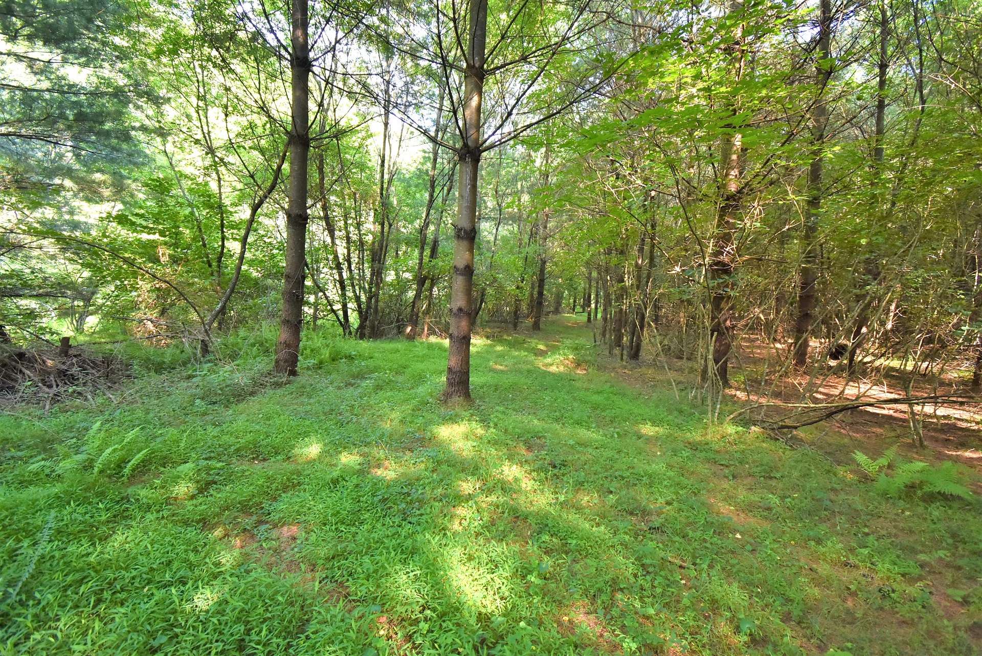 Truly and unspoiled wilderness, this property offers trails that meander through pine forest and hardwoods enhanced by a diverse mixture of native mountain foliage.