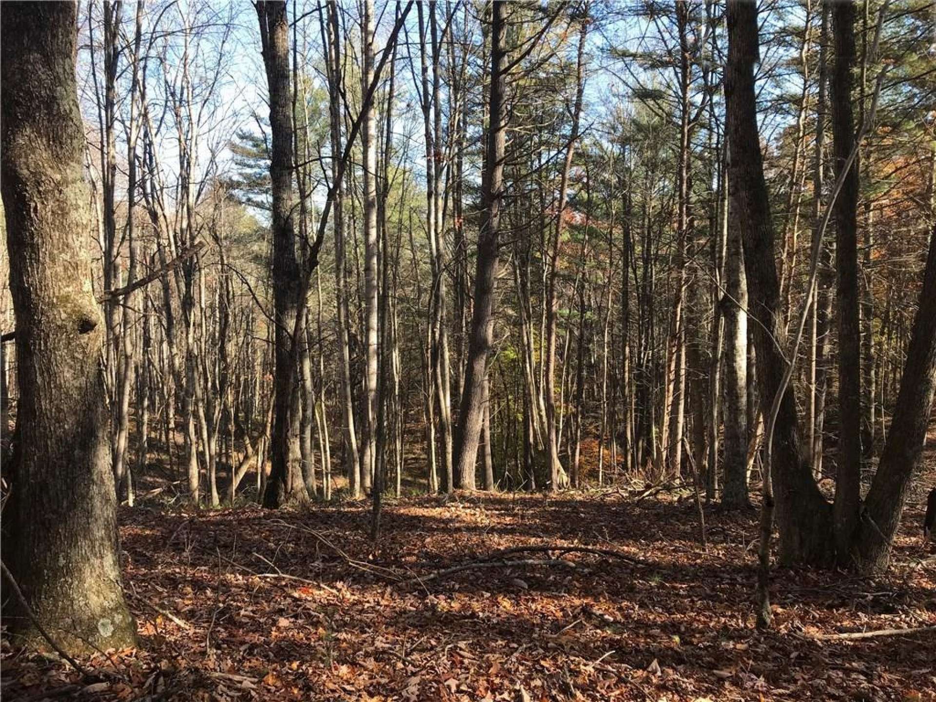 A mixed terrain with native hardwoods, evergreens and mountain foliage offer the ideal habitat for a diverse mixture of wildlife.  Multiple potential building sites allow you a choice of views, with clearing, or build your home or cabin beneath towering trees and enjoy Nature from your deck or porch.