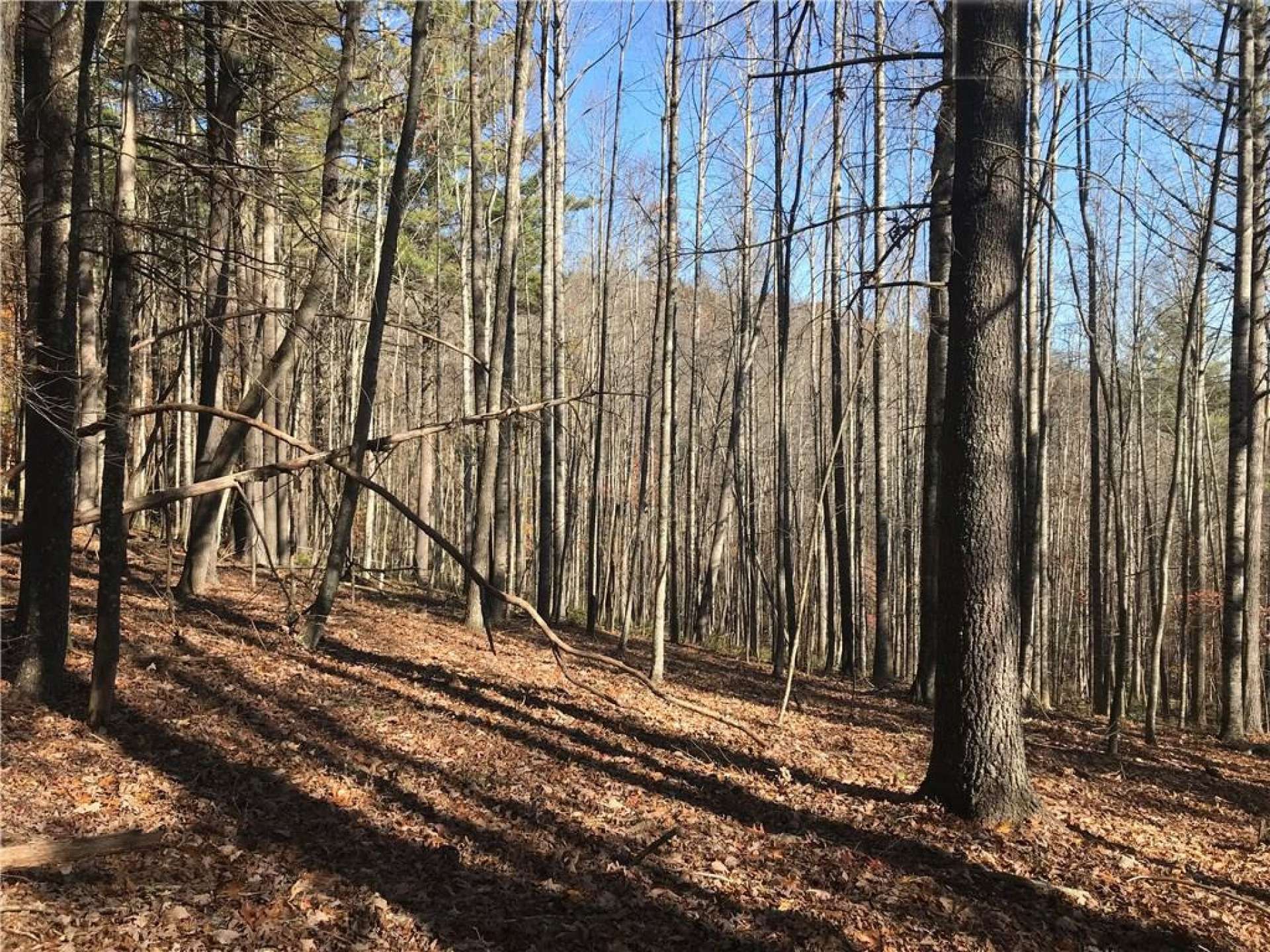 Offered at $232,000, this wonderfully forested 58+ acre land tract is an ideal choice for development, investment, hunting tract, or your private NC Mountain estate.  Call today for more information on listing V220