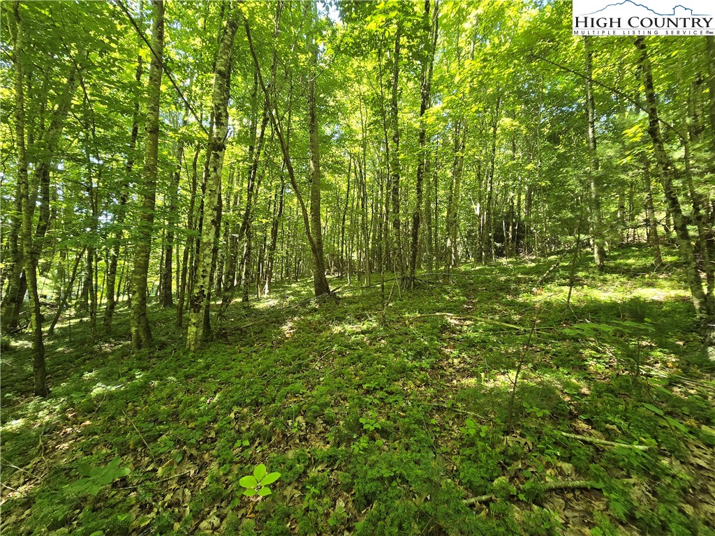 Lot 67 Deer Spring Ln/White Tail Trail