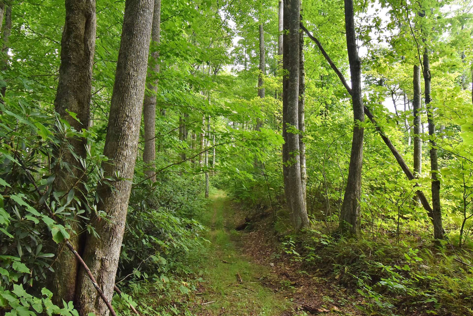 There are nice small mountain creeks on both sides of the property.