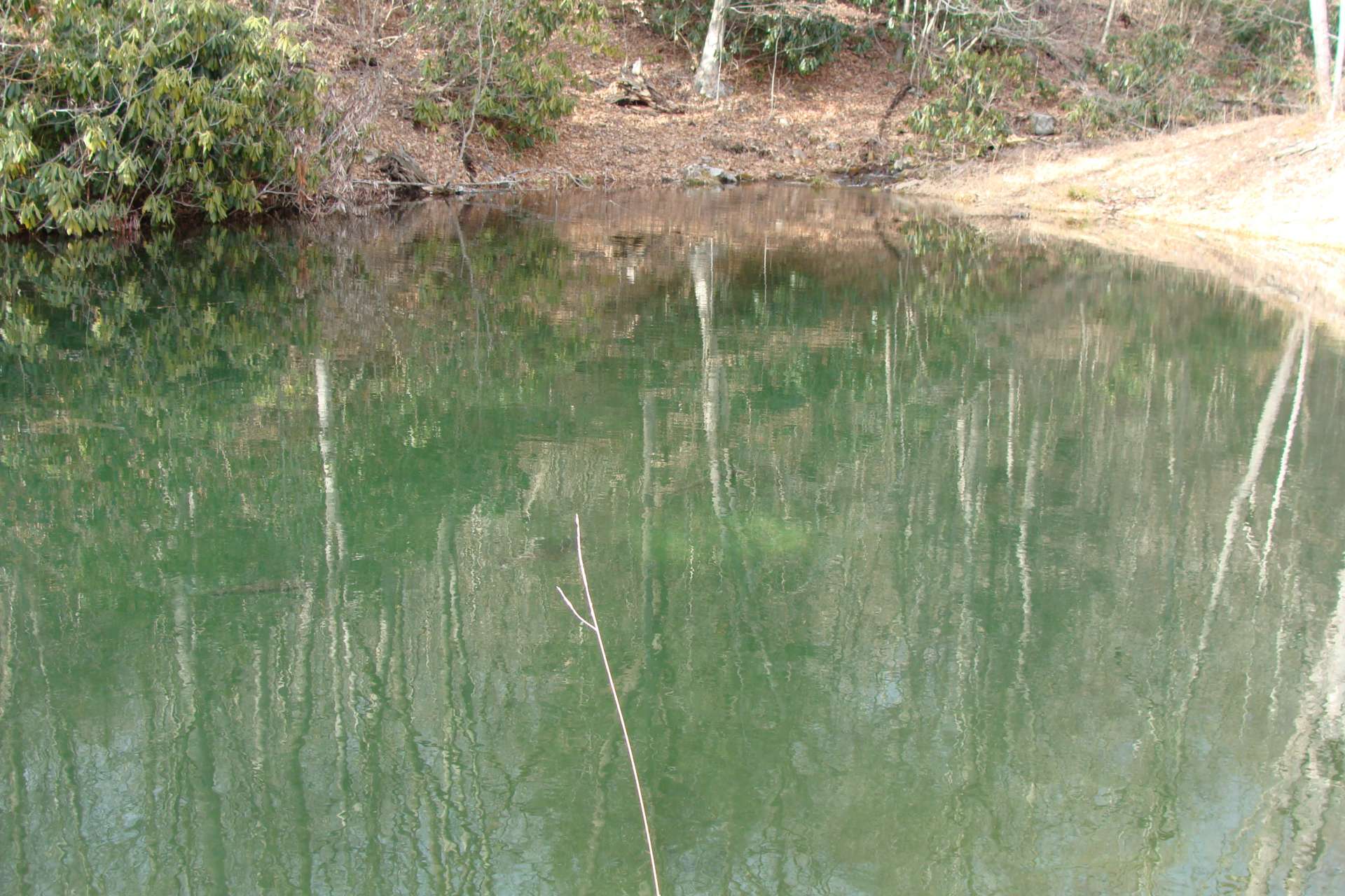 If you look closely you can see a couple of the trout that call this pond home.