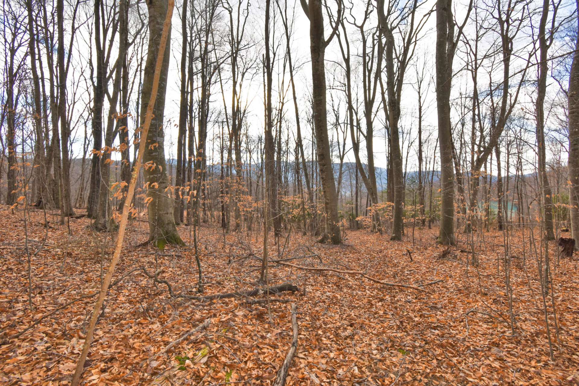 Bordered by the Jefferson National Forest along the entire back of the property and located close to Grayson Highlands Park, Mount Rogers and Whitetop, Virginia's highest points, makes this tract quite a package and ideal for investment, development or a private mountain estate.