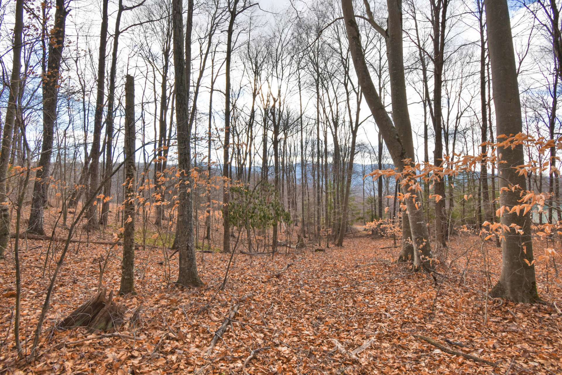 Potential views and streams are available all along the property. This tract is ideal for an equestrian resort with its location to the Mount Rogers Recreation Area.