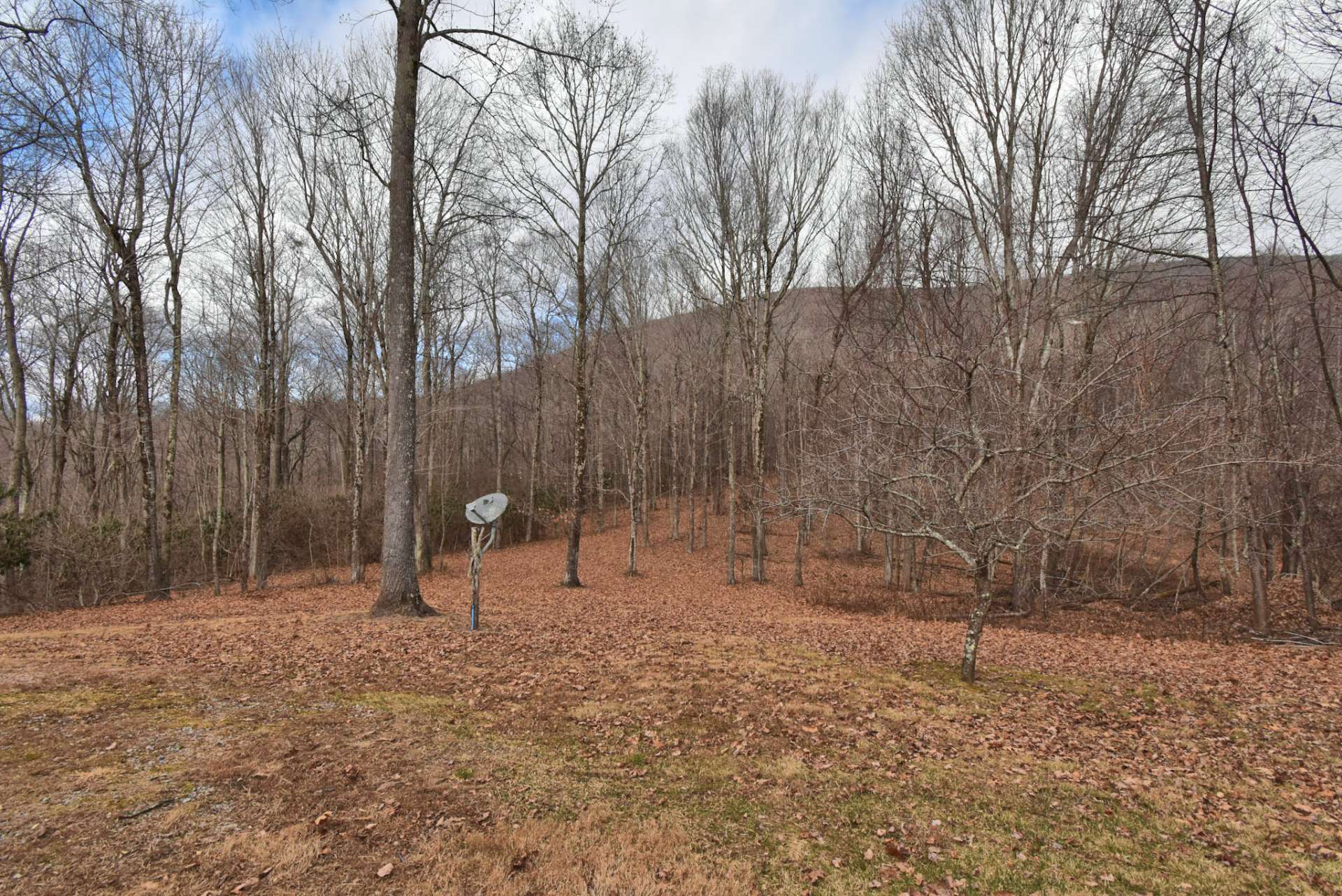 This large mountain tract is home to a diverse variety of woodlands, mountain streams and wildlife including deer, grouse, turkey and the occasional black bear.