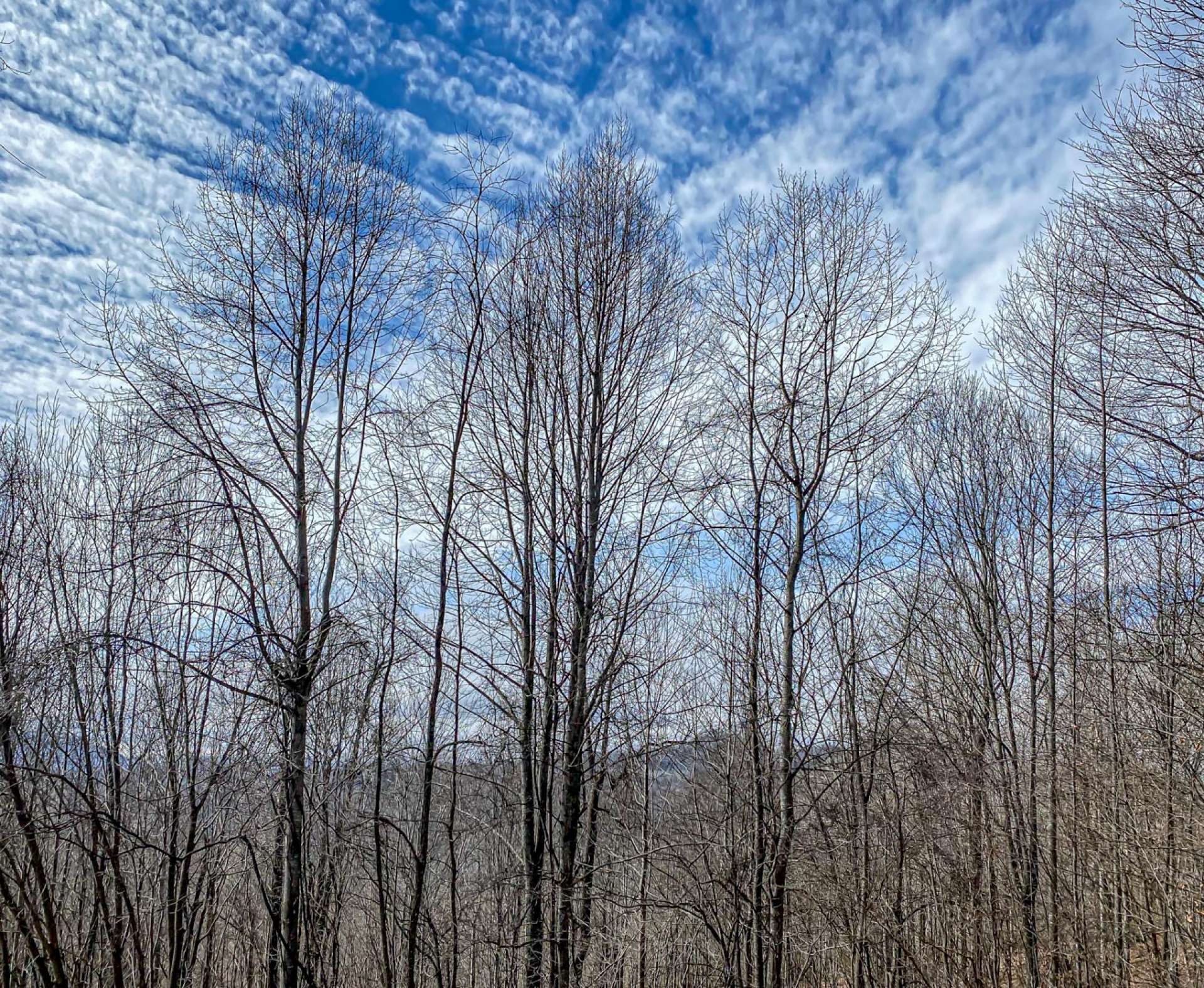 Imagine relaxing on the deck or porch of your new mountain home or cabin and enjoying views and the sounds of the surrounding mountains.