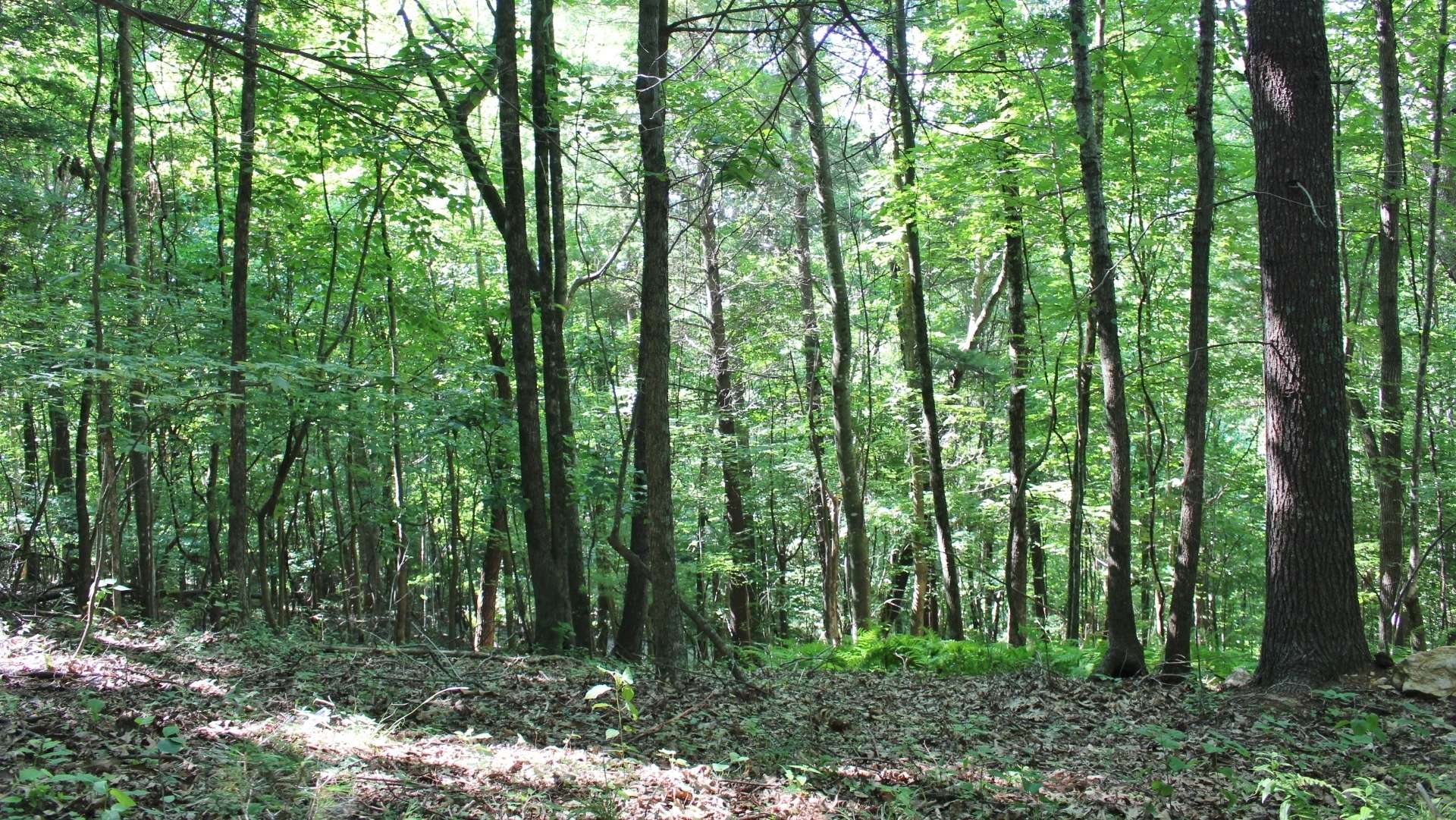 There is a potential for views of Three Top Mountain, with tree removal. A very small mountain stream meanders along the bottom of the boundary near the entrance.