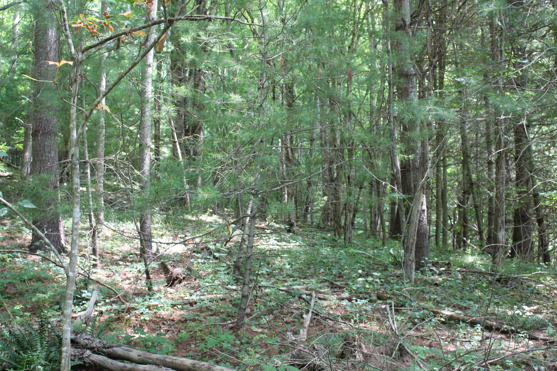 Beautifully wooded homesite with abundant wildlife and lots of Nature.