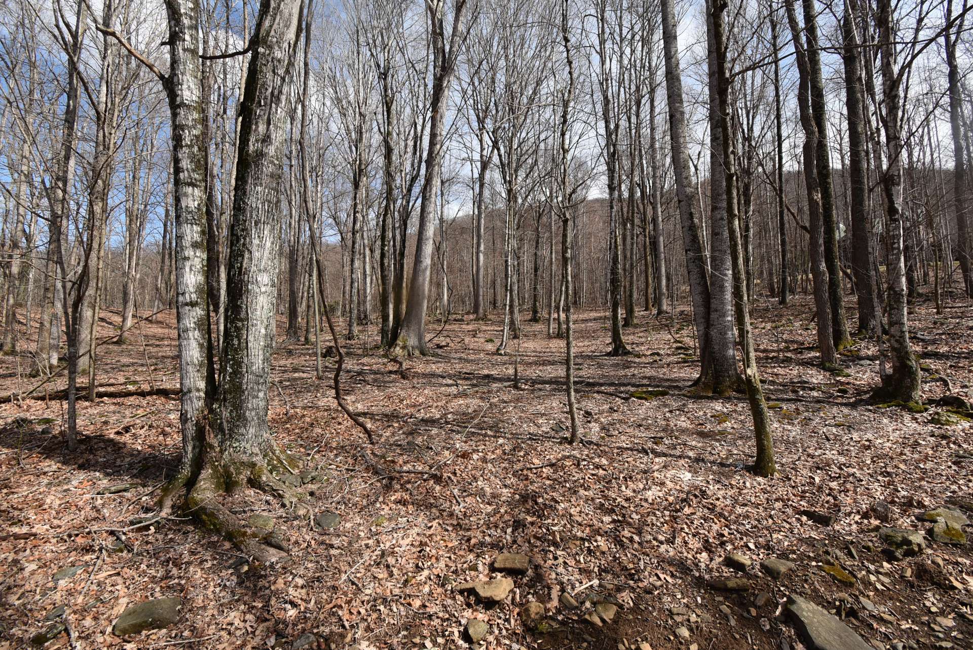 This homesite lays well and are very accessible with minimal site prep. The location is  very close to West Jefferson and just a short drive into Boone and many NC High Country destinations.