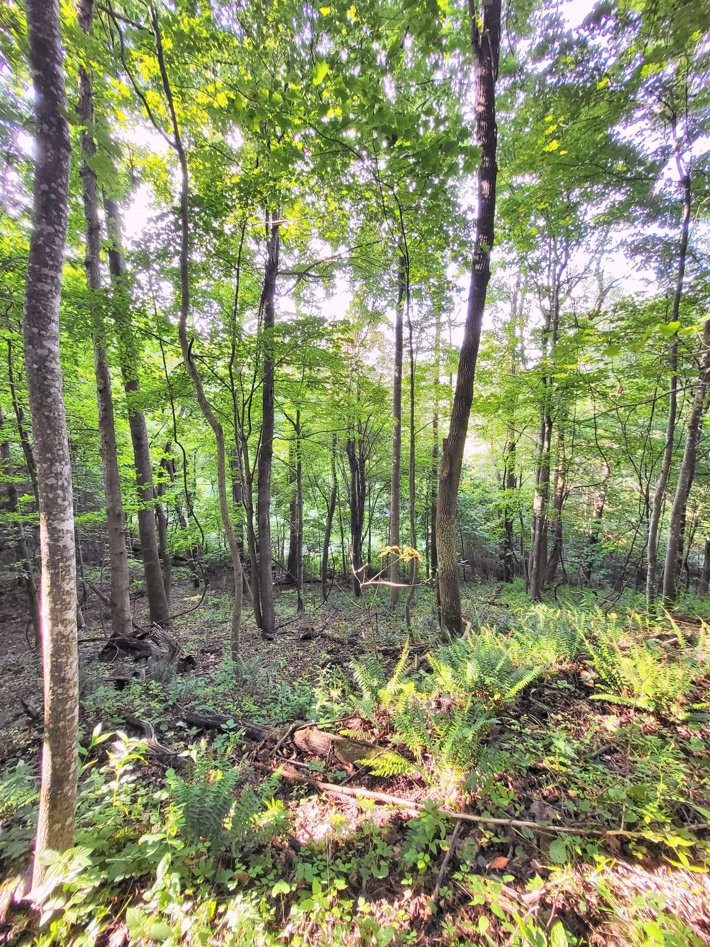 Imagine relaxing on the deck or porch of your new mountain home or cabin and enjoying views and the sounds of the surrounding mountains.